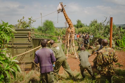 En 2011 se trasladaron las primeras ocho jirafas desde Soysambu a la reserva de Ruko, cuya creación no solo permite la conservación de los animales, sino que ha traído la paz entre dos comunidades enfrentadas y ha revitalizado la economía de la zona gracias al turismo. En la imagen, guardas y veterinarios del Servicio de Vida Salvaje de Kenia tapaban los ojos a una jirafa antes de dirigirla al cajón de un tractor, el 26 de junio en Eldoret. 