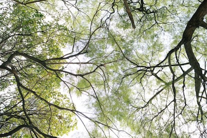 Las ramas de dos árboles se tocan en la sede de la organización Grupo Ecológico San Pedro en Caracas, Venezuela, el 10 de diciembre de 2021.