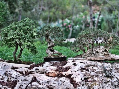 Bonsais als jardins de Marivent.