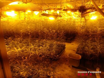 Cultivo de marihuana desmantelado por los Mossos d'Esquadra en Cabrera d'Anoia.