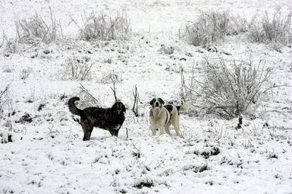 Dos perros en la nieve en l'Espluga de Francoli, uno de los pueblos catalanes afectados por el temporal de nieve.