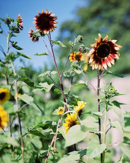 'Girasoles brillantes N° 1, Winterthur', 1991.