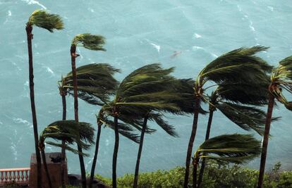 Palmeras golpeadas por el viento del huracán Matthew en Nasau, Bahamas.