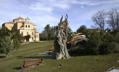 El fuerte viento ha abatido la sabina de Moral de Hornuez (Segovia).