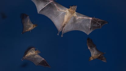 Fruit bats on their annual migration toward the Kasanka National Park in Zambia.