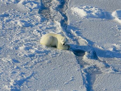 Oso polar acechando sobre el hielo, en el mar de Beaufort.