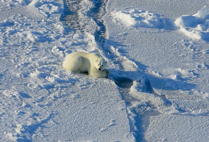 Oso polar acechando sobre el hielo, en el mar de Beaufort.