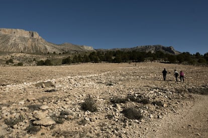 Terrenos del proyecto Alvelal 8000, con plantas aromáticas a la falda de la montaña de La Muela, en Vélez-Blanco (Almería).