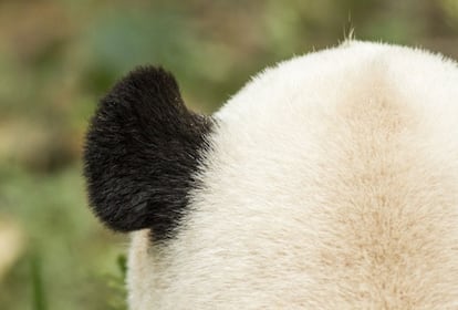 Los osos pandas adultos pueden pesar entre 100 y 150 kilos y medir un metro y medio. En libertad suelen vivir entre 14 y 20 años, mientras que en cautividad a veces alcanzan la treintena.