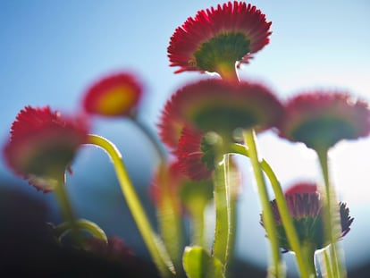 Flores silvestres en la ciudad alemana de Dresde, el 21 de abril de 2015.