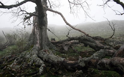 Haya en un bosque entre la niebla.