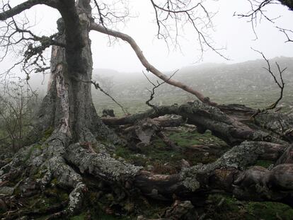 Haya en un bosque entre la niebla.