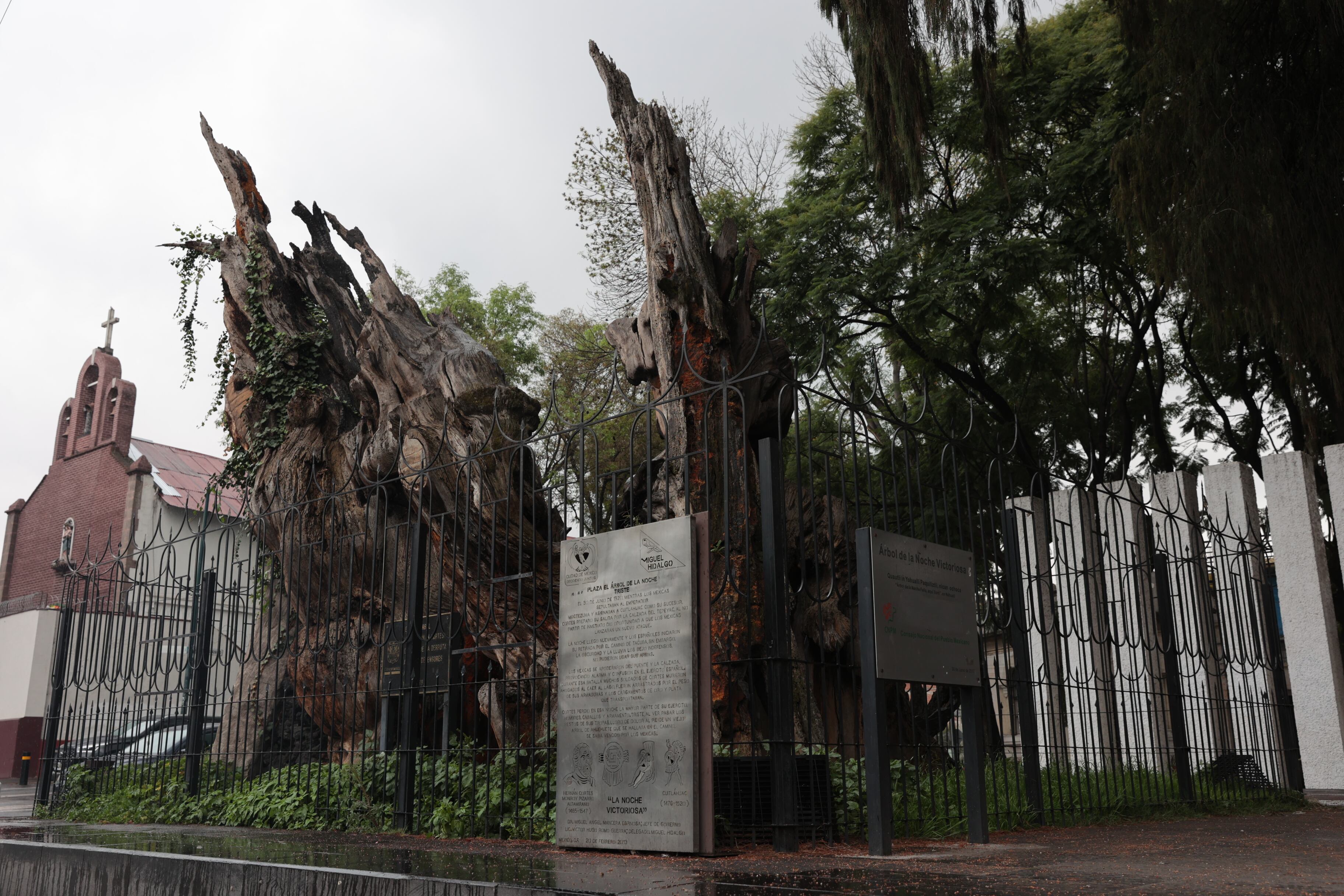 'El árbol de la noche triste', rebautizado como 'El árbol de la noche victoriosa', en Ciudad de México.