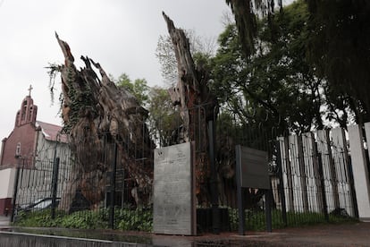 'El árbol de la noche triste', rebautizado como 'El árbol de la noche victoriosa', en Ciudad de México.