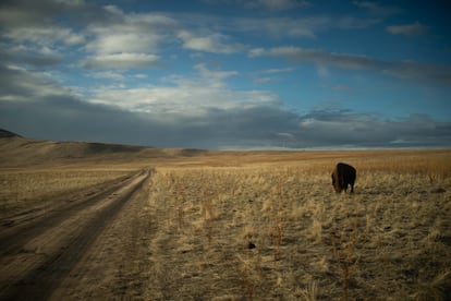 A buffalo grazing on Antelope Island.