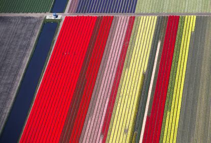 En primavera el parque Keukenhof, en Lisse, está cubierto de bulbos y es uno de los mejores lugares para descubrir muchas de las variedades diferentes de tulipanes.