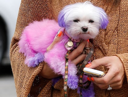 Perro de Alessandra Ambrosio