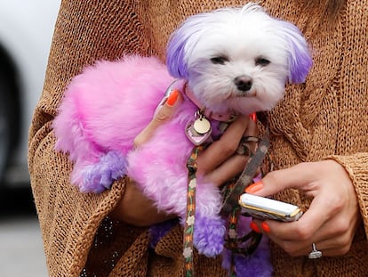 El nuevo ‘complemento’ de las famosas: perros de colores