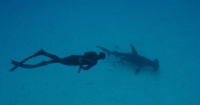 Michael Phelps, nadando con un tiburón.