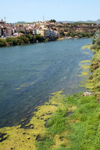 Algas en el río frente a Móra d'Ebre