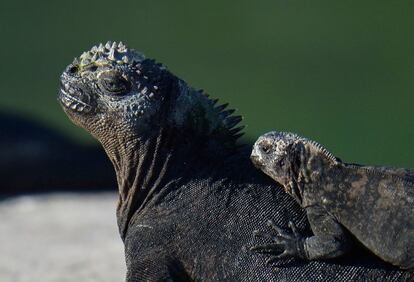 El 60% de las actividades de investigación planificadas para 2020 se suspendieron y se ejecutaron el 40% de los proyectos de investigación que tenían permiso del Parque Nacional Galápagos.