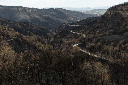 Interior del bosque quemado al que se accede por una pista forestal.