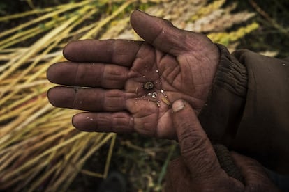 Los grandes productores que empezaron el cultivo intensivo de quinoa en la costa de Perú, usan, para aumentar el rendimiento, fertilizantes y pesticidas químicos contra bacterias, bichos, plagas y enfermedades causadas por la mayor humedad y la cercanía al mar. Un campesino del proyecto de agrobiodiversidad ReSCA enseña las plagas que afectan a la quinoa.