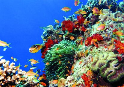 Fondo marino en Aqaba, Jordania.