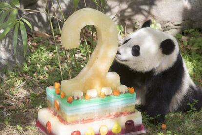 Bao Bao, cumple dos años em el Zoológico Nacional en Washington