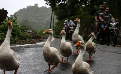 Patos pasean por la calzada bajo la lluvia en Bombay (India).