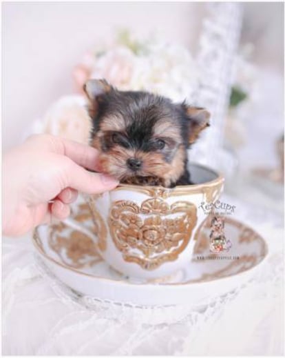 Los perritos que caben en una taza, como el de esta foto tomada del Instagram de una empresa que los vende, son, para algunos, bonitos en el exterior. En su interior suelen sufrir dolores crónicos, dificultades respiratorias, artritis y problemas en los huesos.