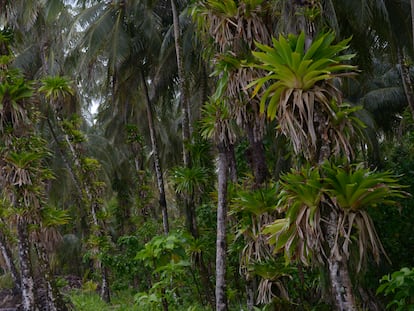 Bromeliáceas de la selva tropical, en Copán, Honduras.