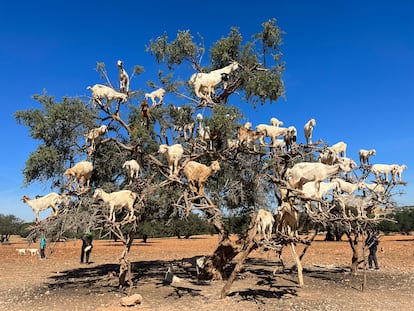 Varias cabras sobre un árbol del argán comiendo sus frutos en una llanura entre Marraquech y Esauira.