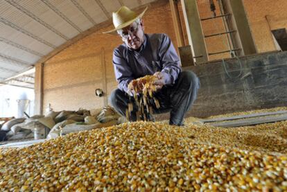 Un agricultor examina un cultivo producido con transgénicos en una población próxima a Asunción.