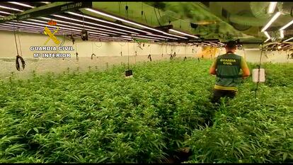 Un guardia en una de las plantaciones desarticuladas en Hormigos.