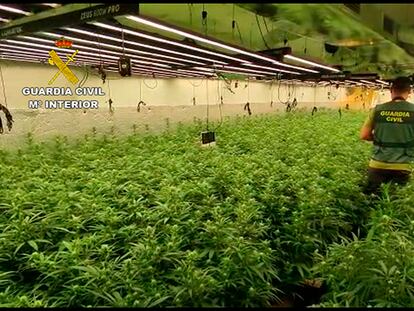 Un guardia en una plantación de marihuana.