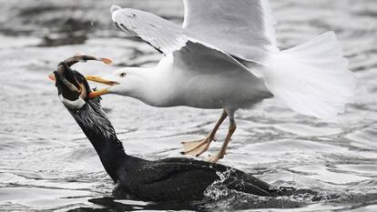 La 20 mejores imágenes de la semana. Una gaviota y un cormorán luchan por un pez en el mar Báltico, cerca del pueblo de Stralsund (Alemania). Stefan Sauer AP