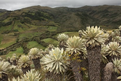 En el resguardo de Cumbal confluyen ecosistemas sensibles como páramos —con sus características plantas llamadas frailejones— y bosques altoandinos con tierras destinadas a la ganadería lechera.