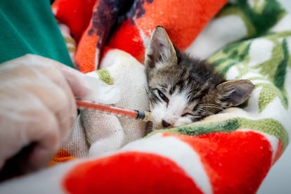 The cat Mica, who is 45 days old, is fed by a nurse in the intensive care unit of a public veterinary hospital in São Paulo, last Wednesday.