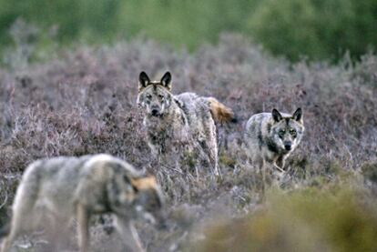 Lobos ibéricos en la sierra de La Culebra, en la provincia de Zamora.