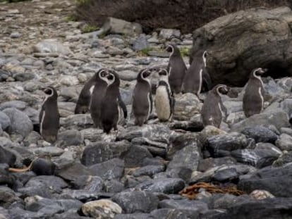 Un proyecto minero en Chile que prevé producir 12 millones de toneladas de hierro al año para China desata un terremoto político por su cercanía a una reserva marina única en el mundo