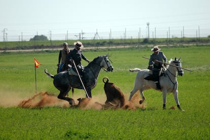 Dos jinetes derriban a una vaca en un campeonato de Faenas y Doma de Campo celebrado en Palomares del Río (Sevilla) en 2020. 
