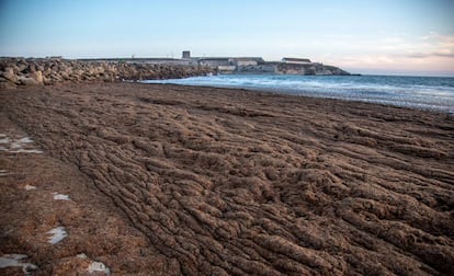 Algae covers Los Lances beach in Tarifa.