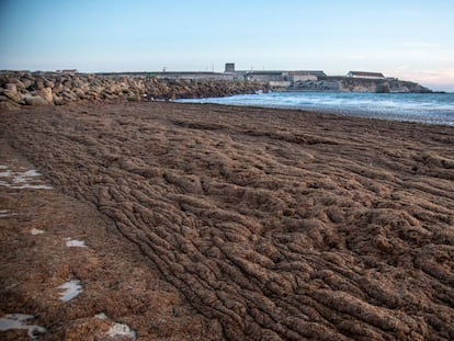 Un manto de algas 'Rugulopteryx okamurae' en la playa de Los Lances, en Tarifa, el día 16.