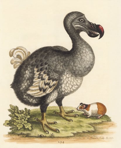 Grabado del pájaro Dodo y un conejillo de indias.