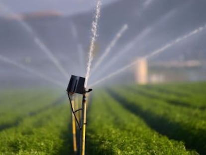 Riego de un campo de zanahorias en el centro de California.