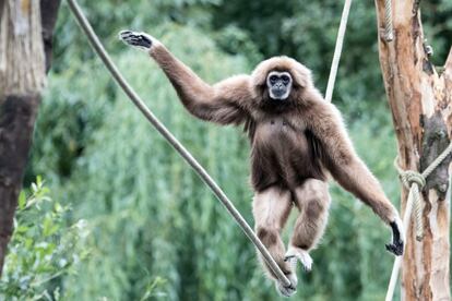 Un gibón caminando sobre una cuerda en su recinto en el zoológico de Wuppertal, en el oeste de Alemania.