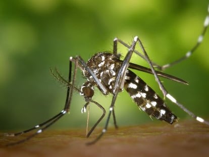 Mosquito tigre, transmisor del virus de Chikungunya.