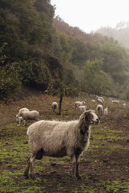 Una oveja pasta en un cerro en Gran Canaria.