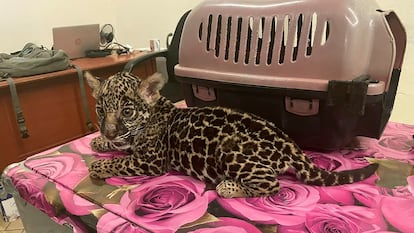 La Procuraduría Federal de Protección al Ambiente aseguró una hembra de jaguar, en Oaxaca